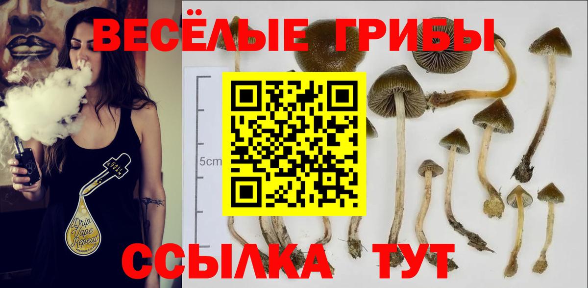 Псилоцибиновые грибы прущие грибы  хочу наркоту  Вход с VPN  Георгиевск  Галлюциногенные грибы прущие грибы 